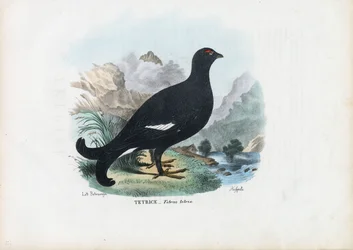 Black Grouse, 1863-79